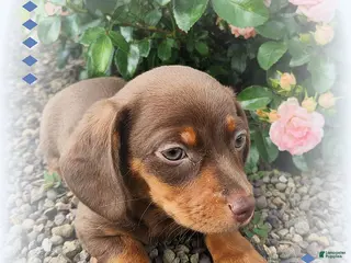 Miniature Dachshund dogs Randy - Ad 14