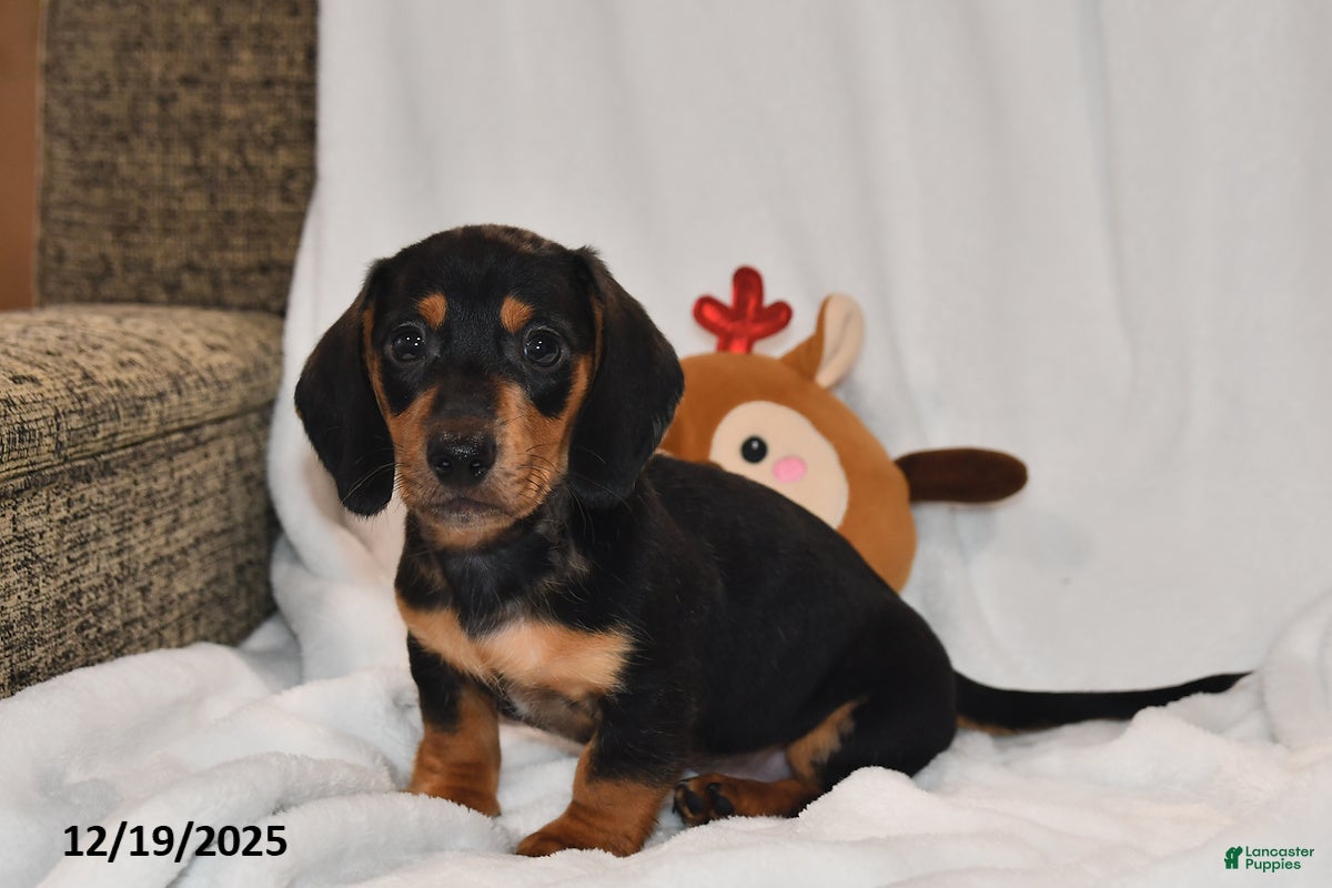 Miniature Dachshund dogs Blitzen - Ad 30