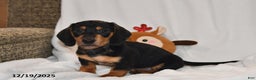 Miniature Dachshund dogs for sale: Blitzen - Ad 1
