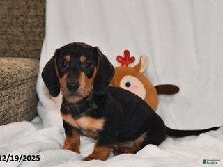 Miniature Dachshund dogs Blitzen - Ad 30