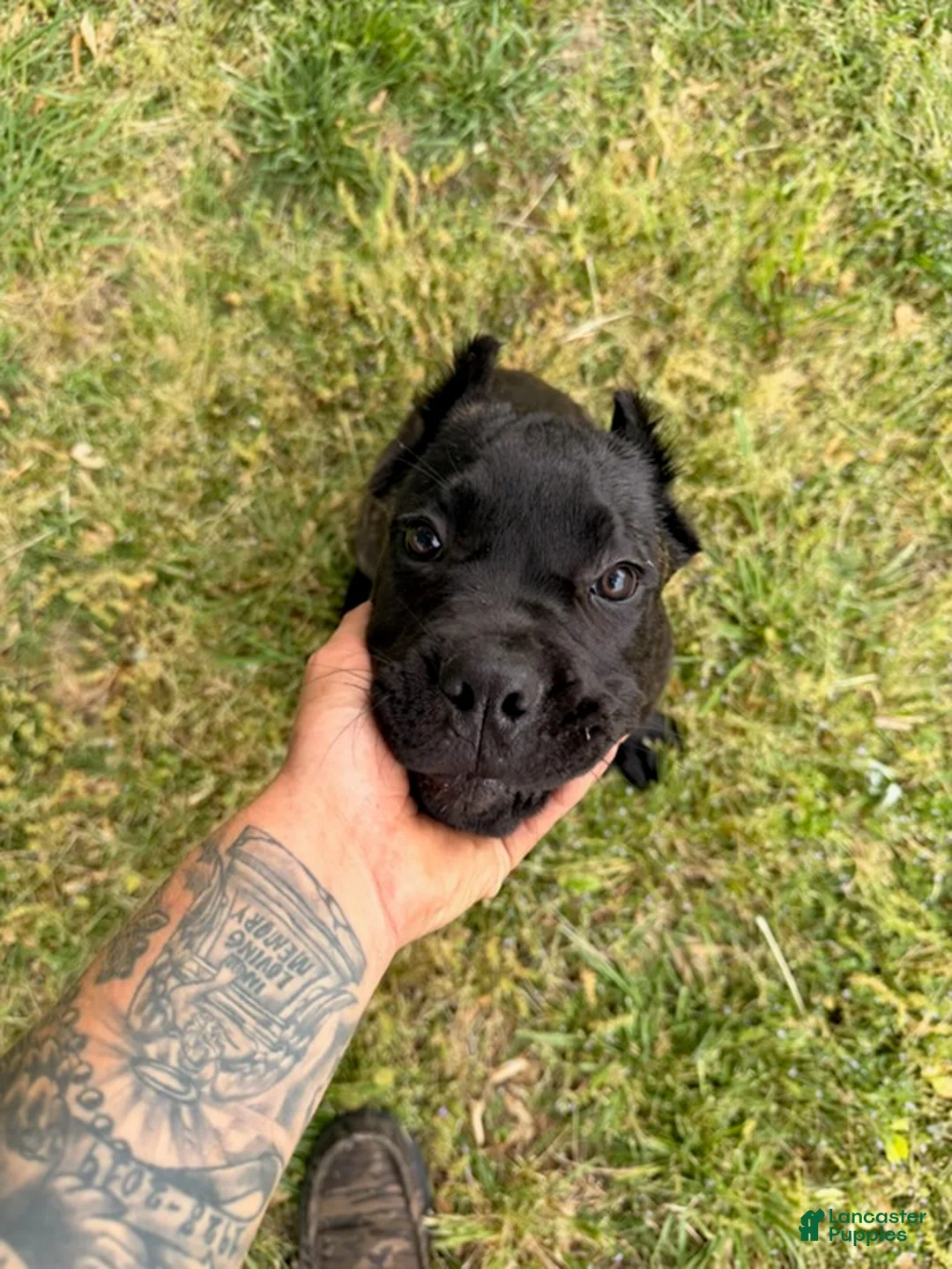 Cane Corso dogs for sale: Yellow  - Ad 1