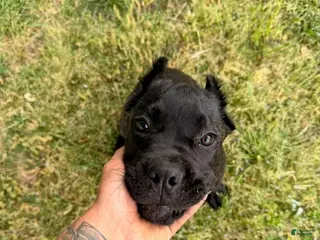 Cane Corso dogs for sale: Yellow - Ad 3