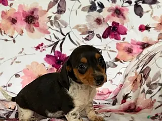Miniature Dachshund dogs for sale: Julia - Ad 2