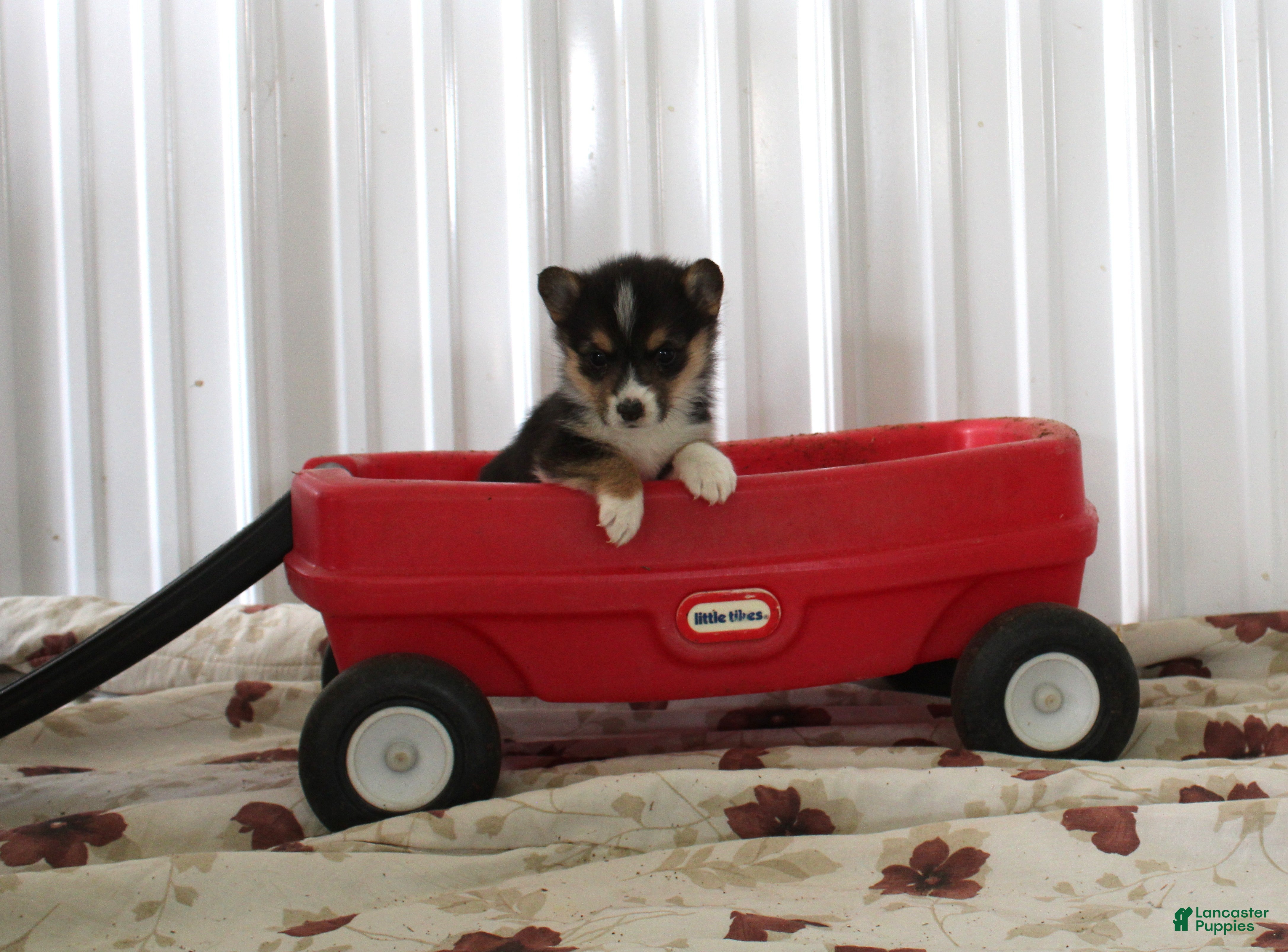 Welsh Corgi Pembroke dogs Patty - Ad 20