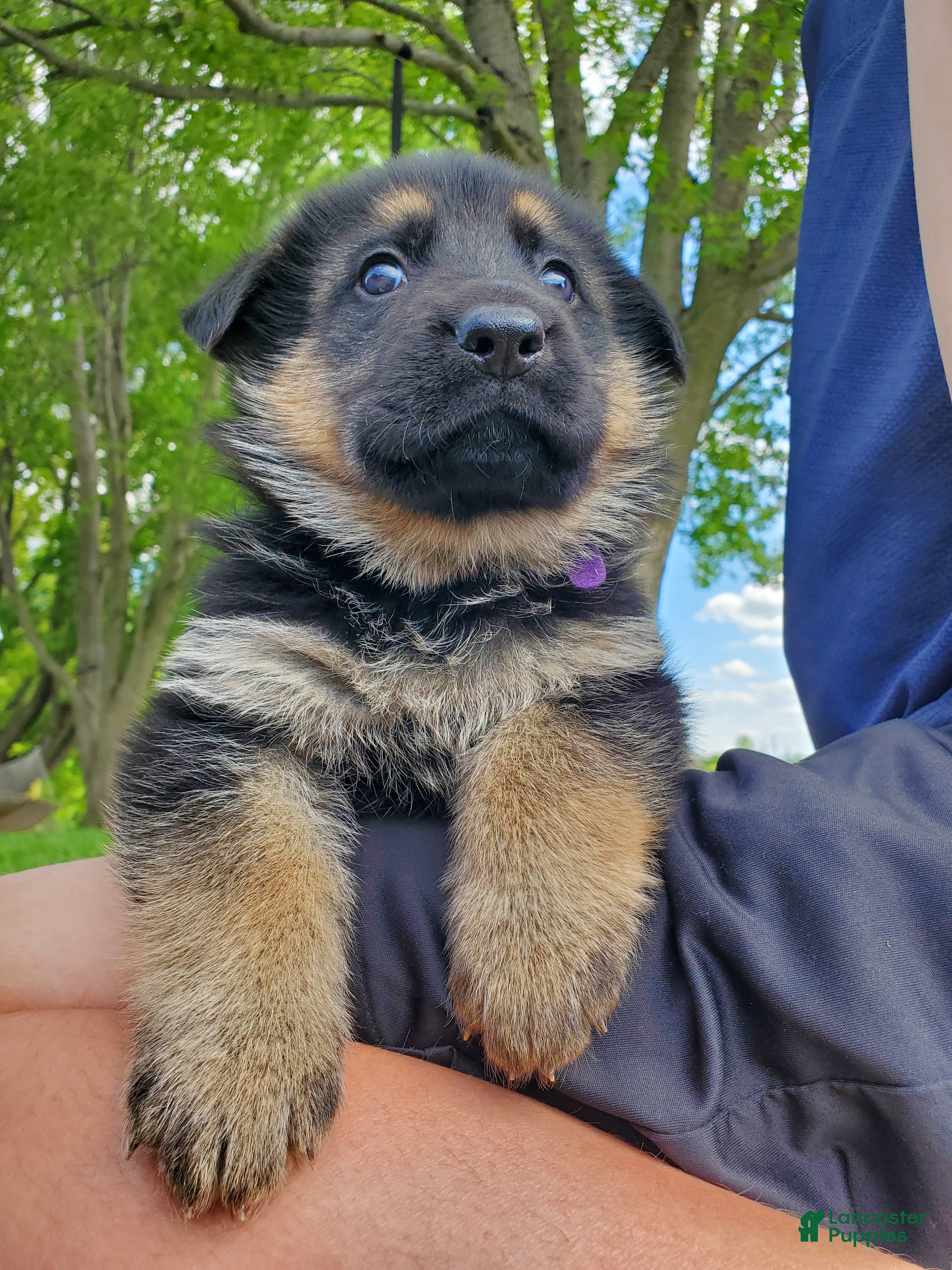 German Shepherd dogs Fox - Ad 7