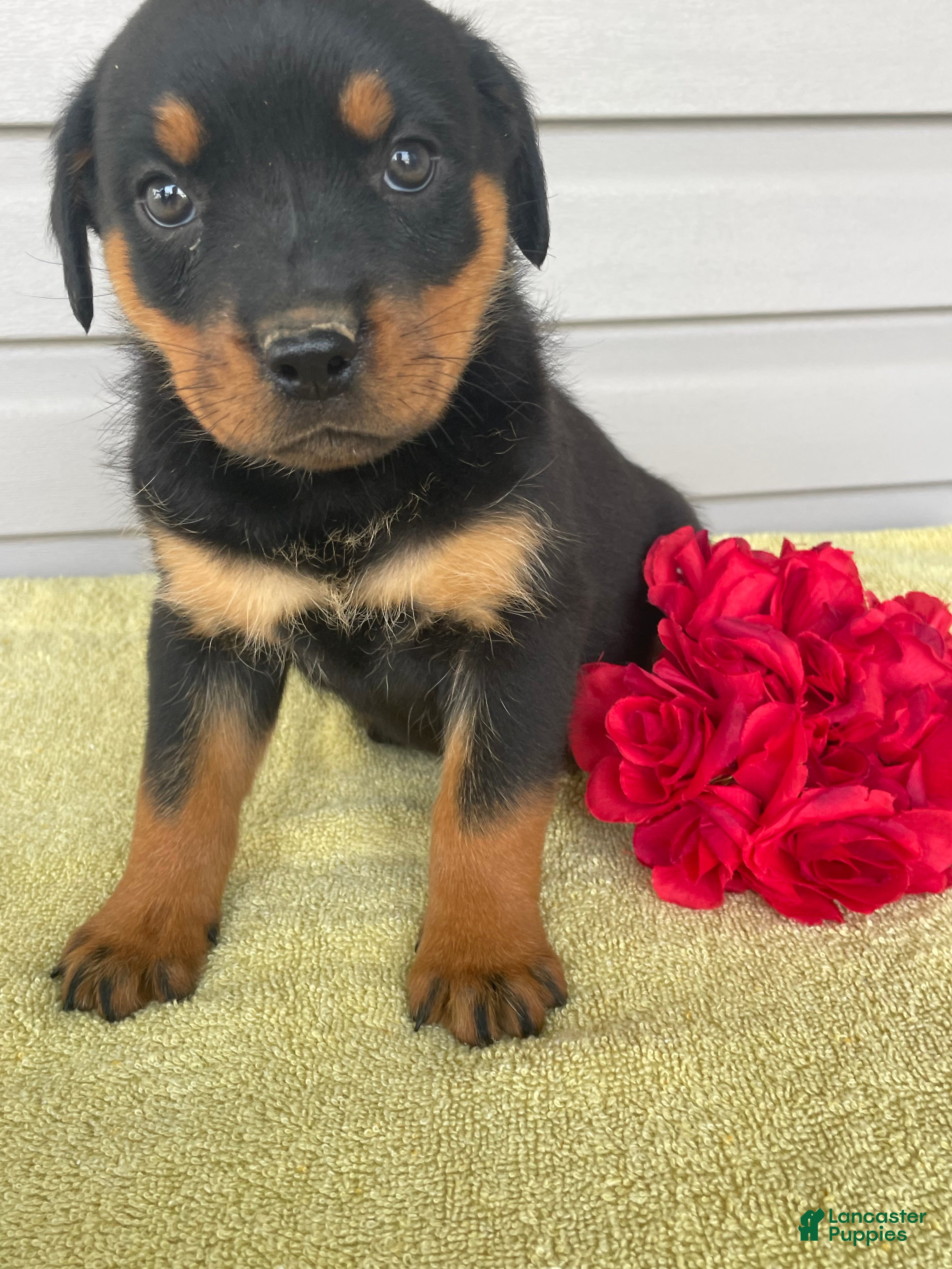 Rottweiler dogs Lexi - Ad 39