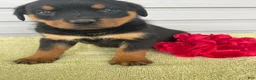 Rottweiler dogs for sale: Lexi - Ad 1