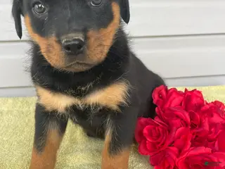 Rottweiler dogs Lexi - Ad 39