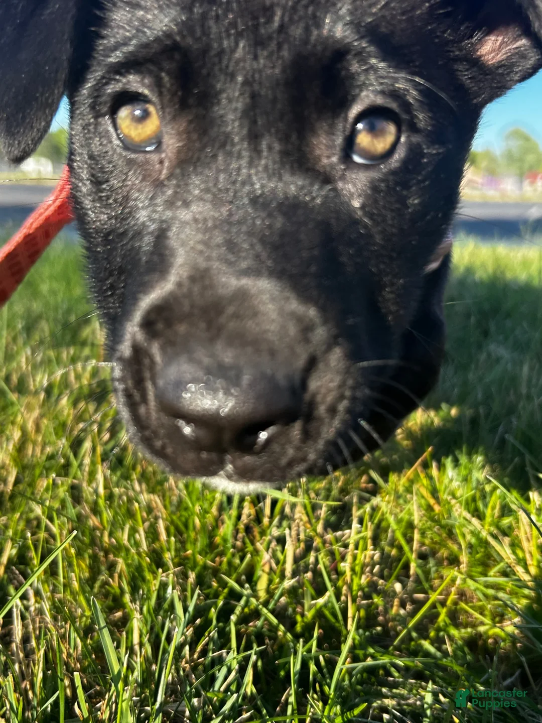 Mixed Breed dogs for sale: Dakota - Ad 2