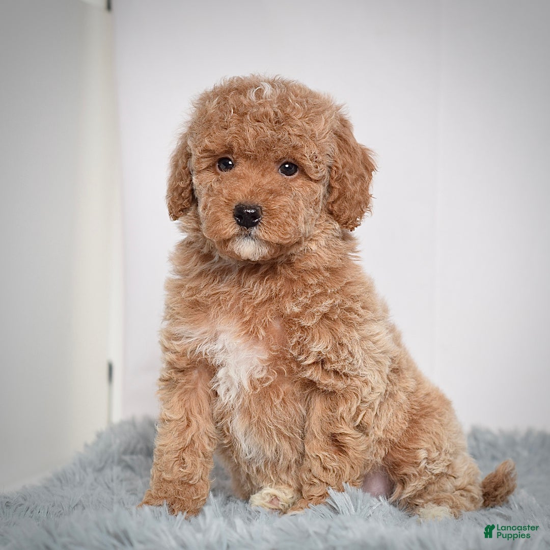 Mini Goldendoodle dogs for sale: Ms. Olivia - Ad 2
