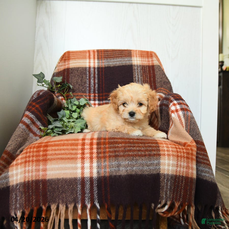 Cavachon dogs Kathy - Ad 2