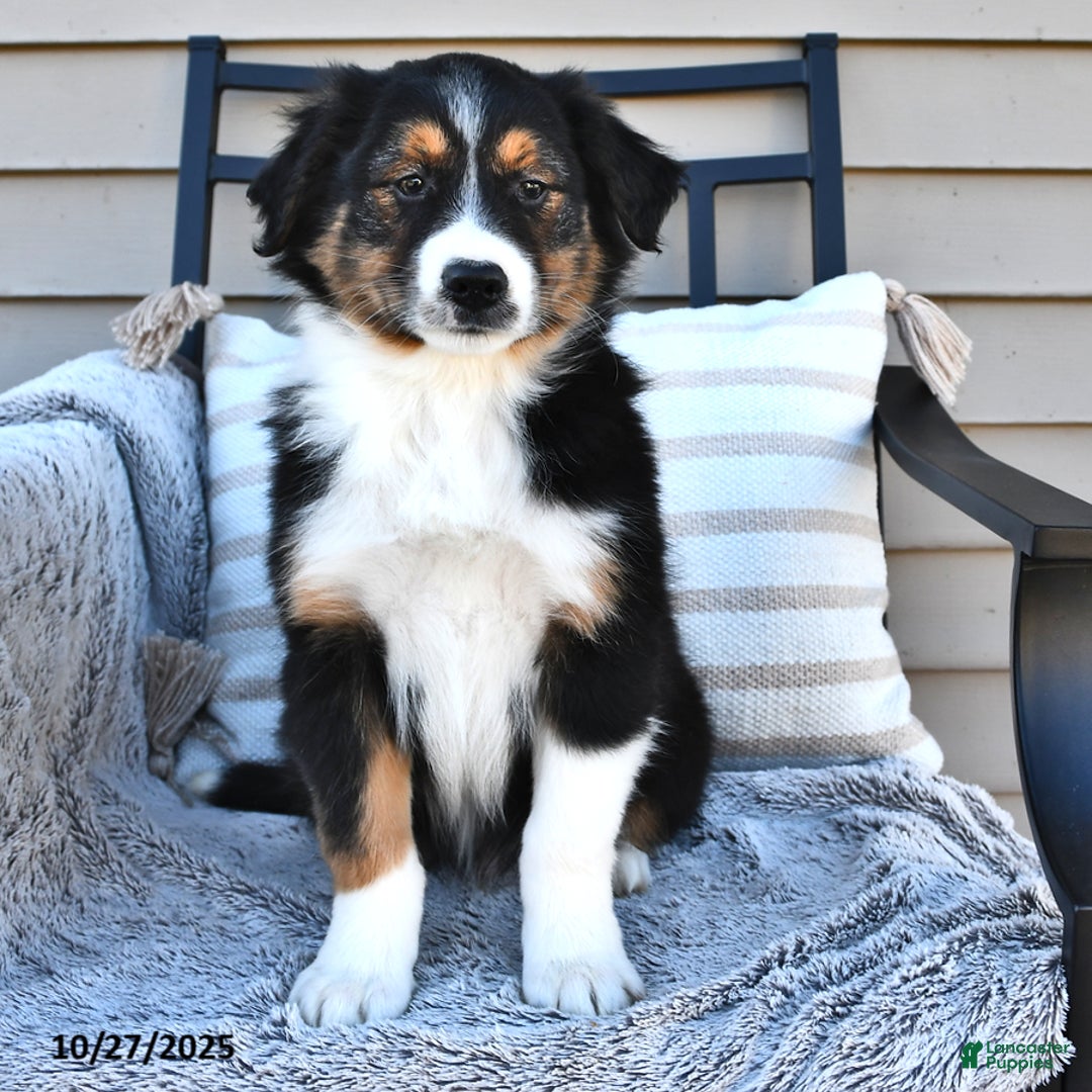 Border Collie Puppies for sale Lancaster Puppies