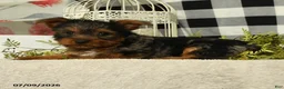 Yorkshire Terrier dogs for sale: Asher - Ad 3