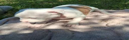 American Bully dogs for sale: American Bully 1 - Ad 11