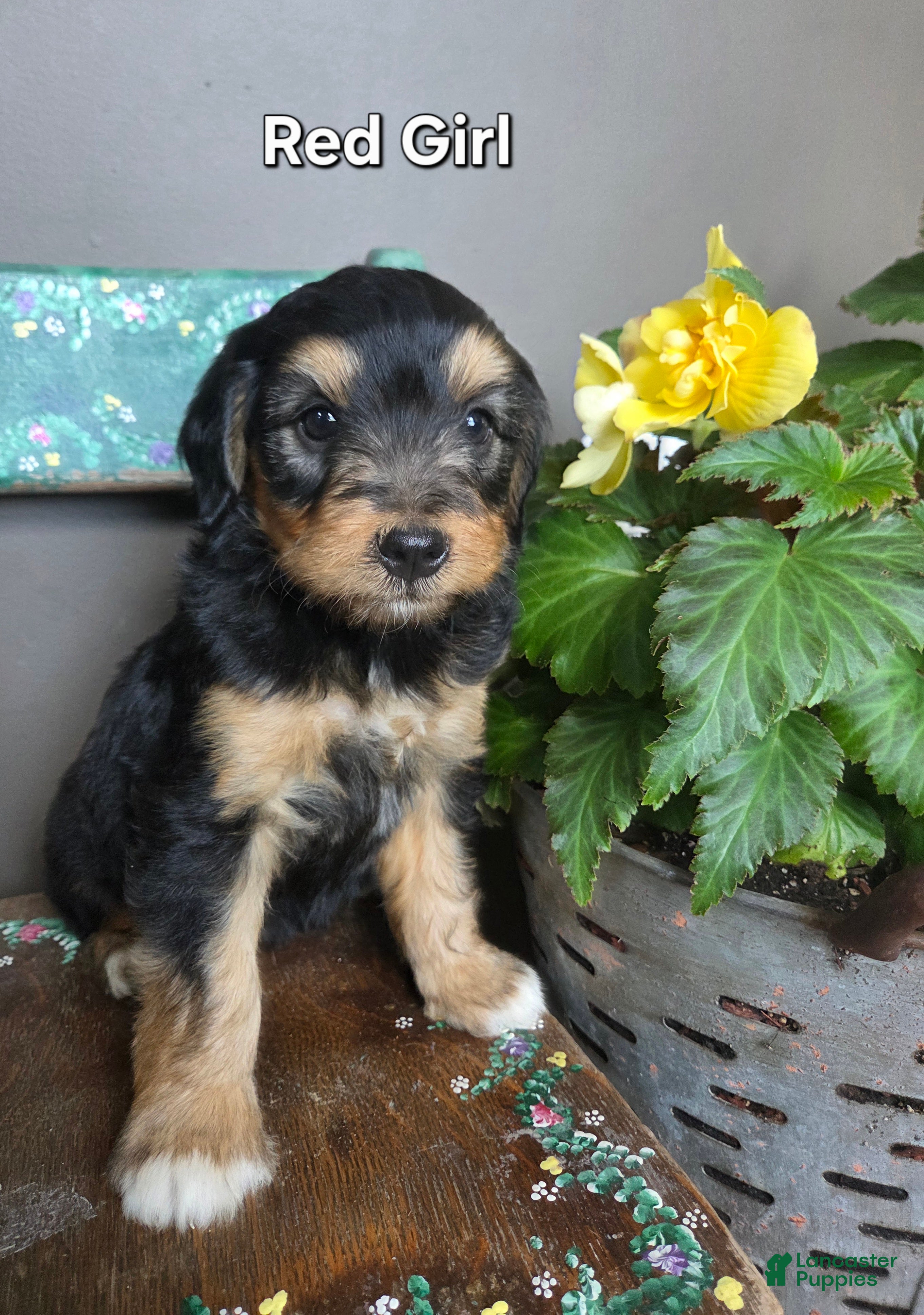 Bernedoodle dogs Red Girl - Ad 2