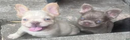 French Bulldog dogs for sale: Marshal  - Ad 3