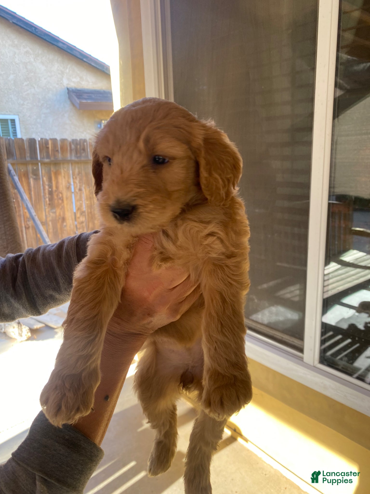 Goldendoodle dogs Goldendoodle Puppy 2 - Ad 5