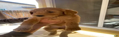 Goldendoodle Puppy 2