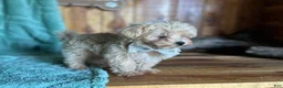 Maltipoo dogs for sale: Maltipoo Puppy 1 - Ad 8