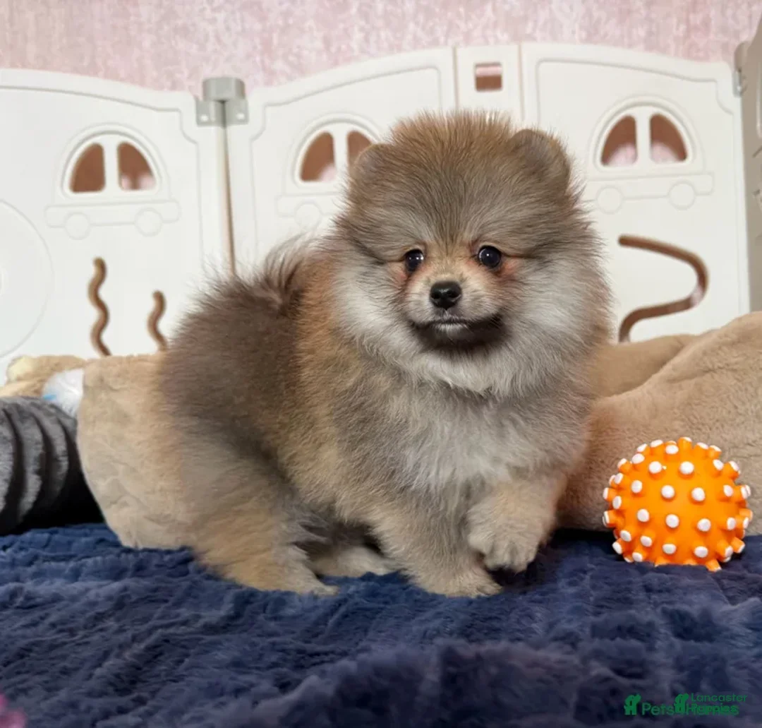 Pomeranian dogs for sale: Tania  - Ad 1