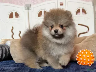 Pomeranian dogs Tania - Ad 38