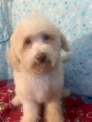 Miniature Poodle dogs Fire - Ad 1