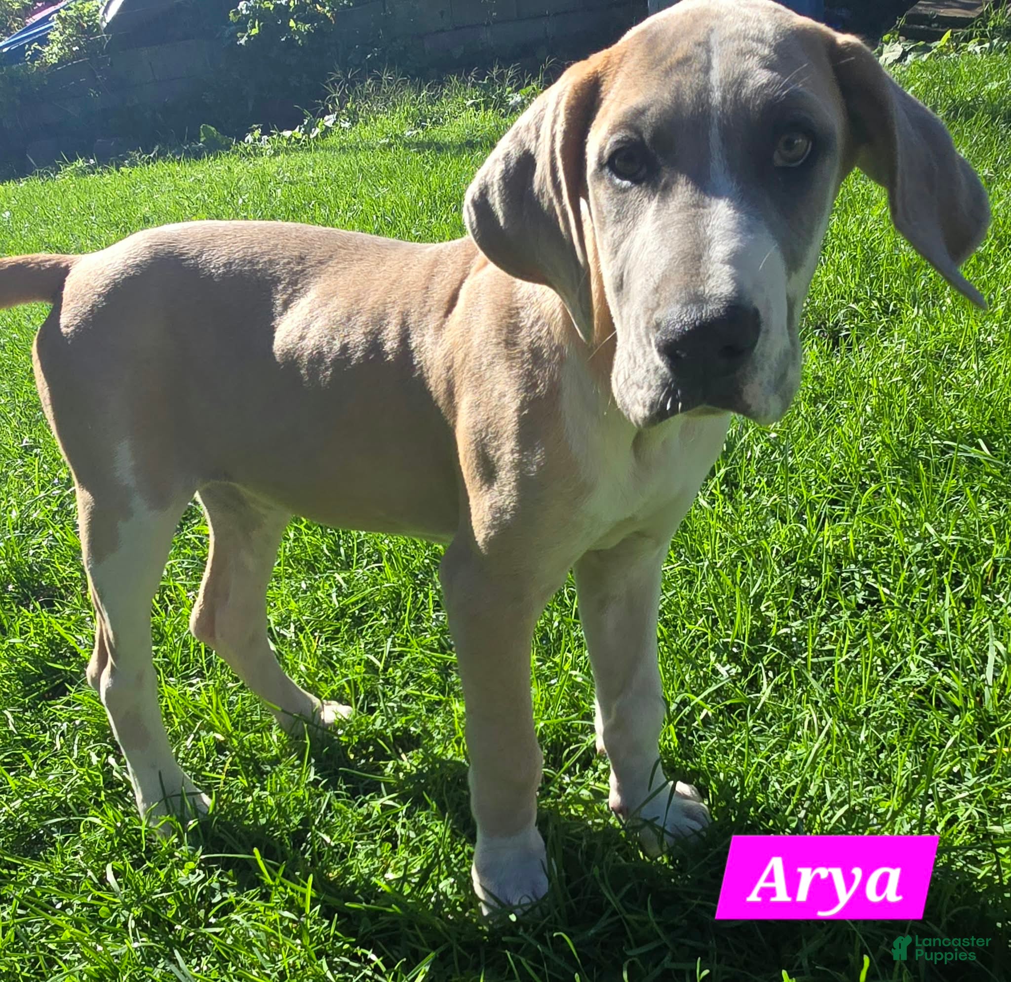 Great Dane dogs Arya - Ad 21