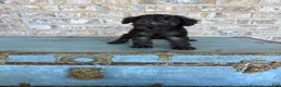 Miniature Labradoodle dogs for sale: Breeze - Ad 3