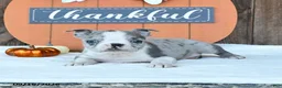 Boston Terrier dogs for sale: Auther - Ad 3