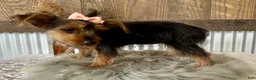 Yorkshire Terrier dogs for sale: Sage - Ad 11