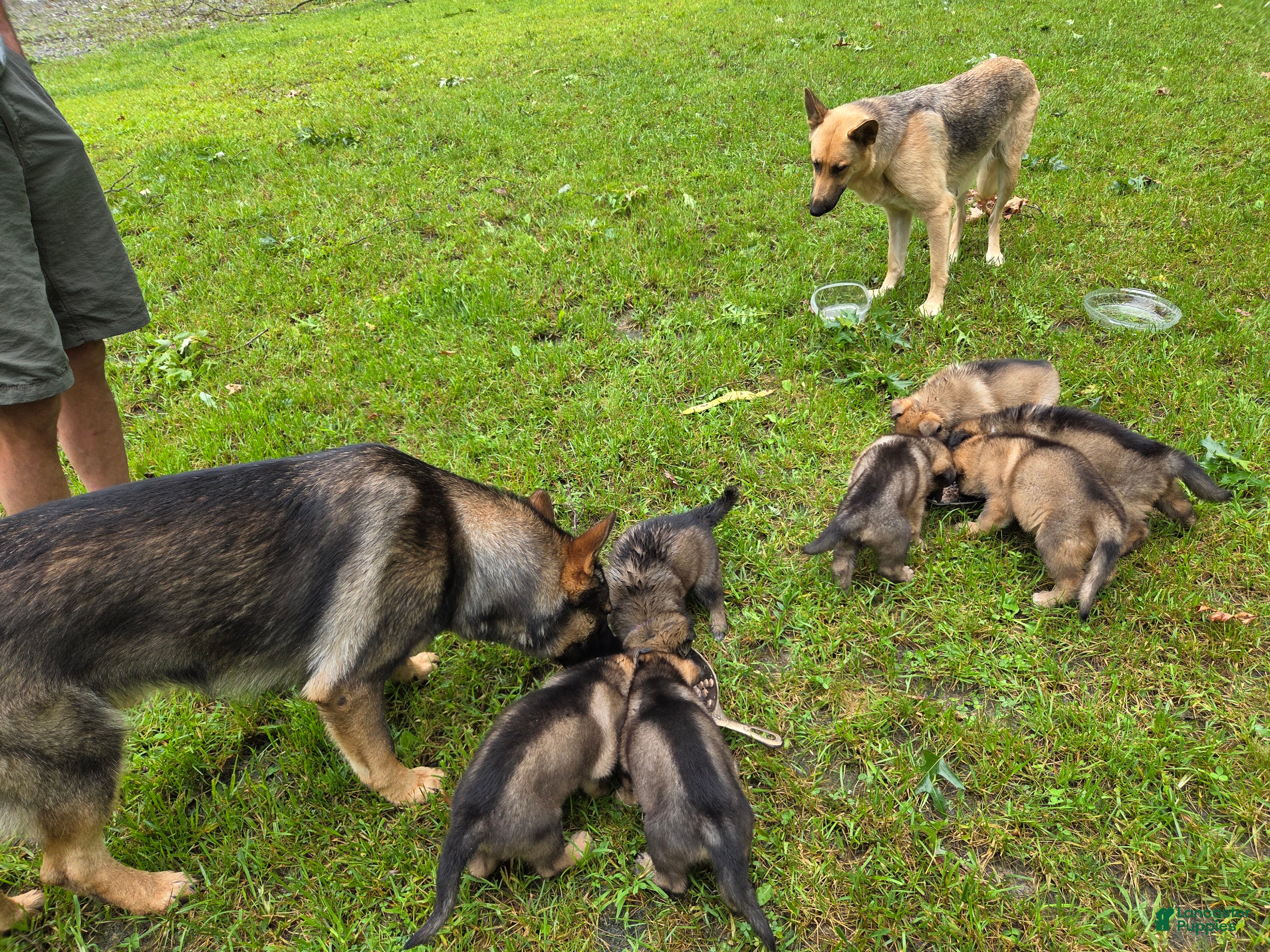 German Shepherd dogs for sale: Kalija and pinky - Ad 3