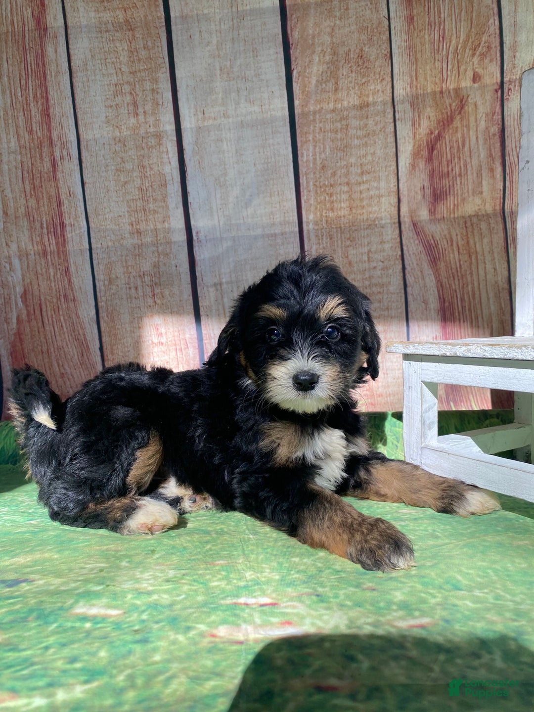 Mini Bernedoodle dogs for sale: Moon - Ad 4