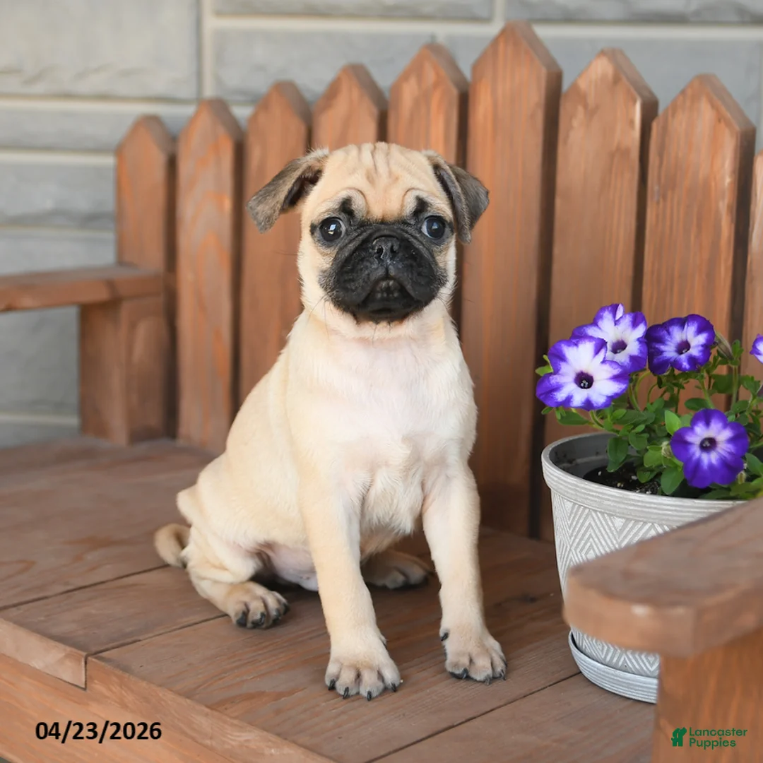 Pug dogs for sale: Archer - Ad 2
