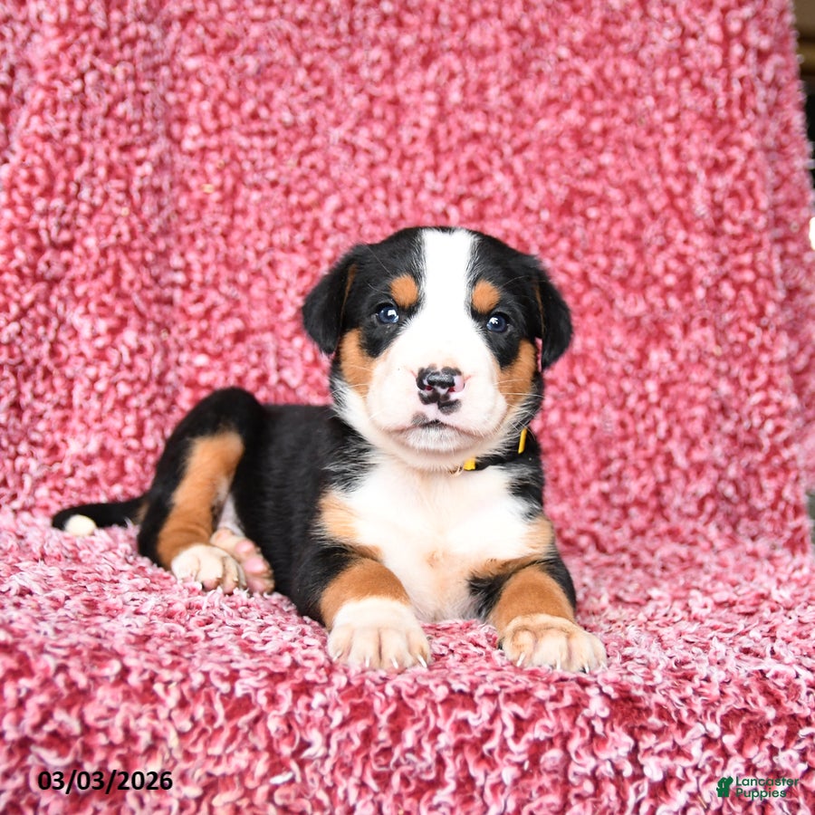 Greater Swiss Mountain Dog dogs Jimmy - Ad 1
