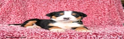 Greater Swiss Mountain Dog dogs for sale: Jimmy - Ad 1