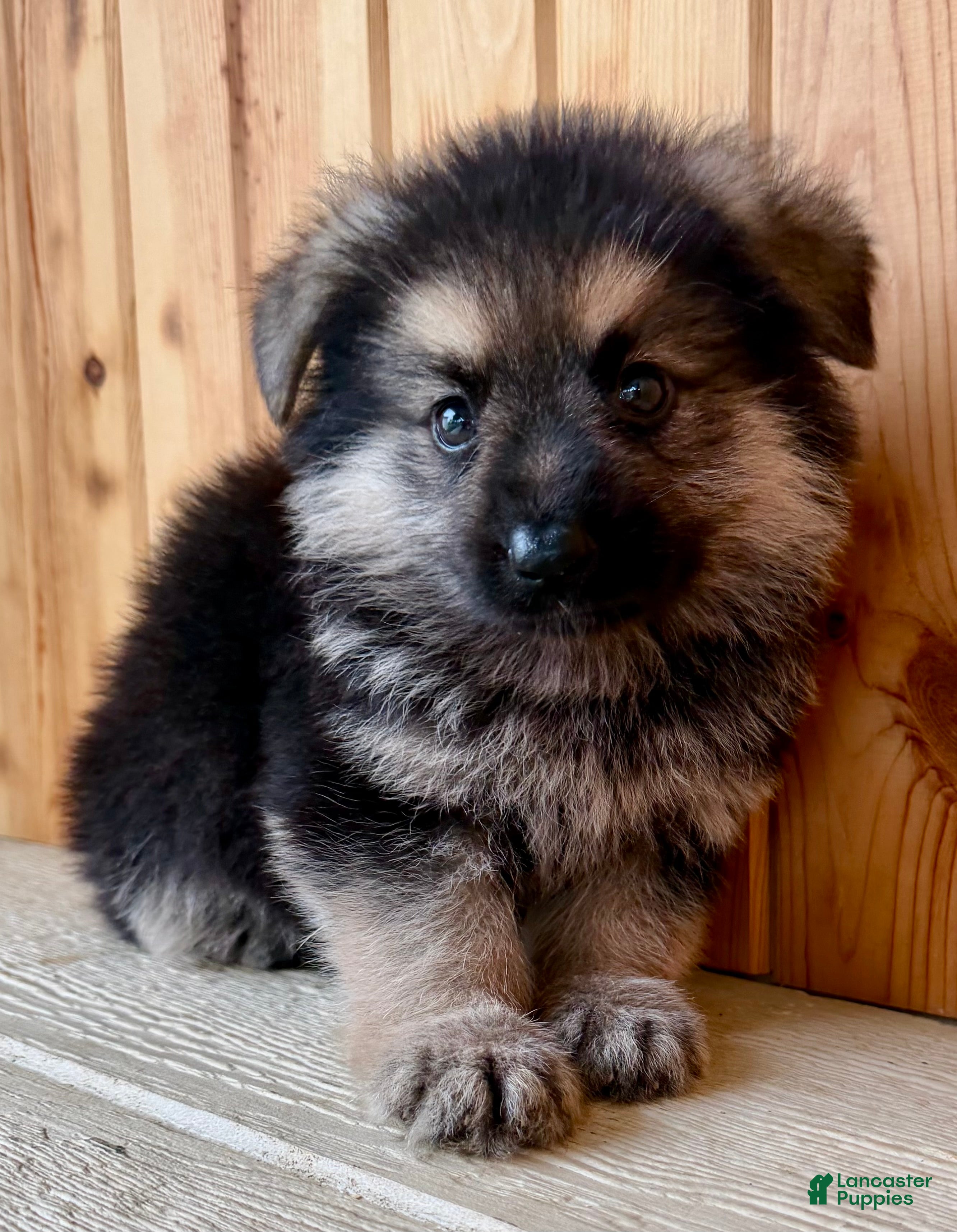 Mixed Breed dogs MINI Fido - Ad 2