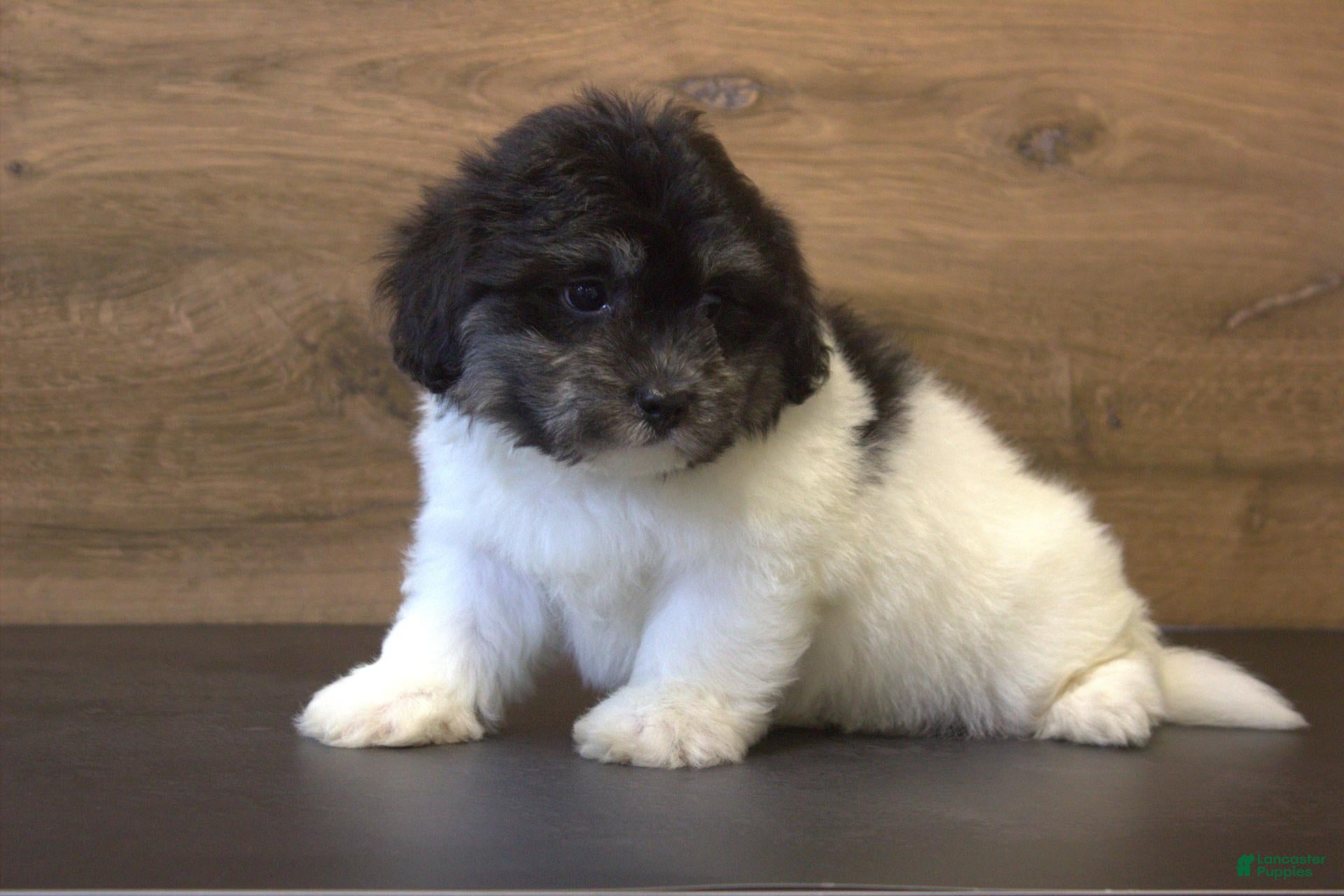 Teddy Bear dogs Rue - Ad 2