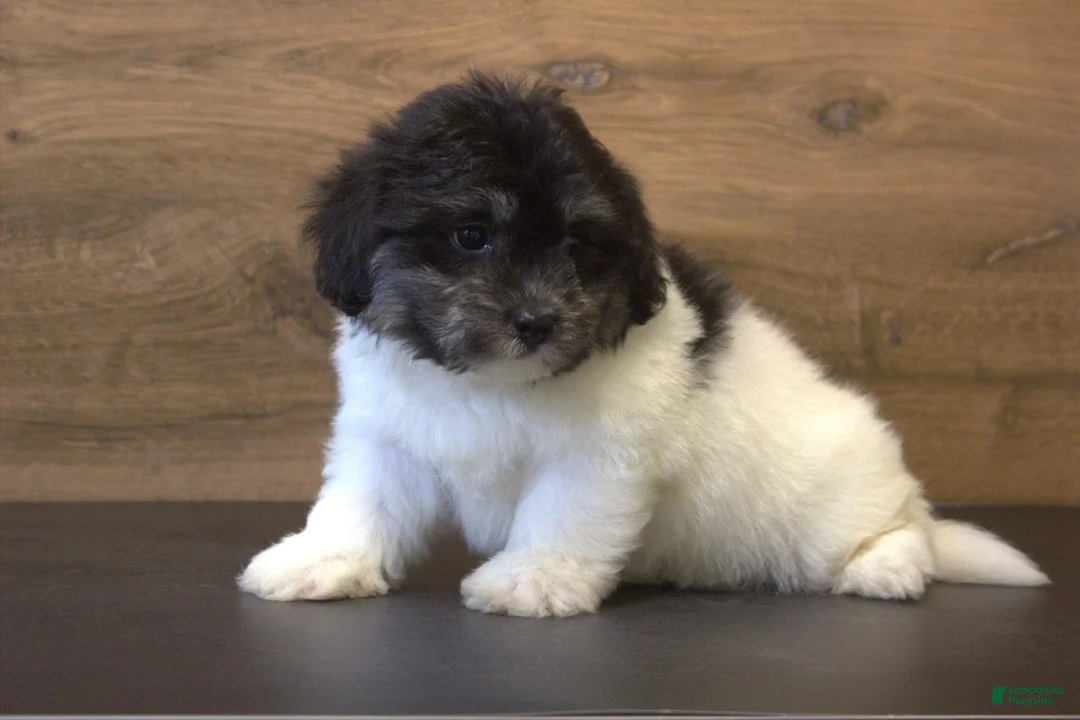 Teddy Bear dogs for sale: Rue - Ad 2