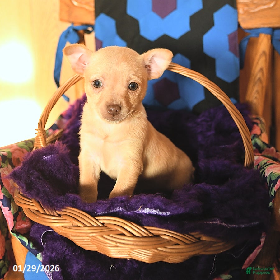 Chihuahua dogs Cutie - Ad 33