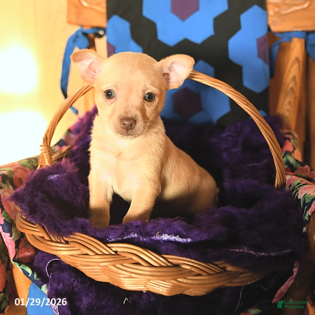 Chihuahua dogs for sale: Cutie - Ad 1