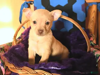 Chihuahua dogs Cutie - Ad 33