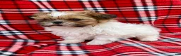 Shih Tzu dogs for sale: Finn - Ad 6