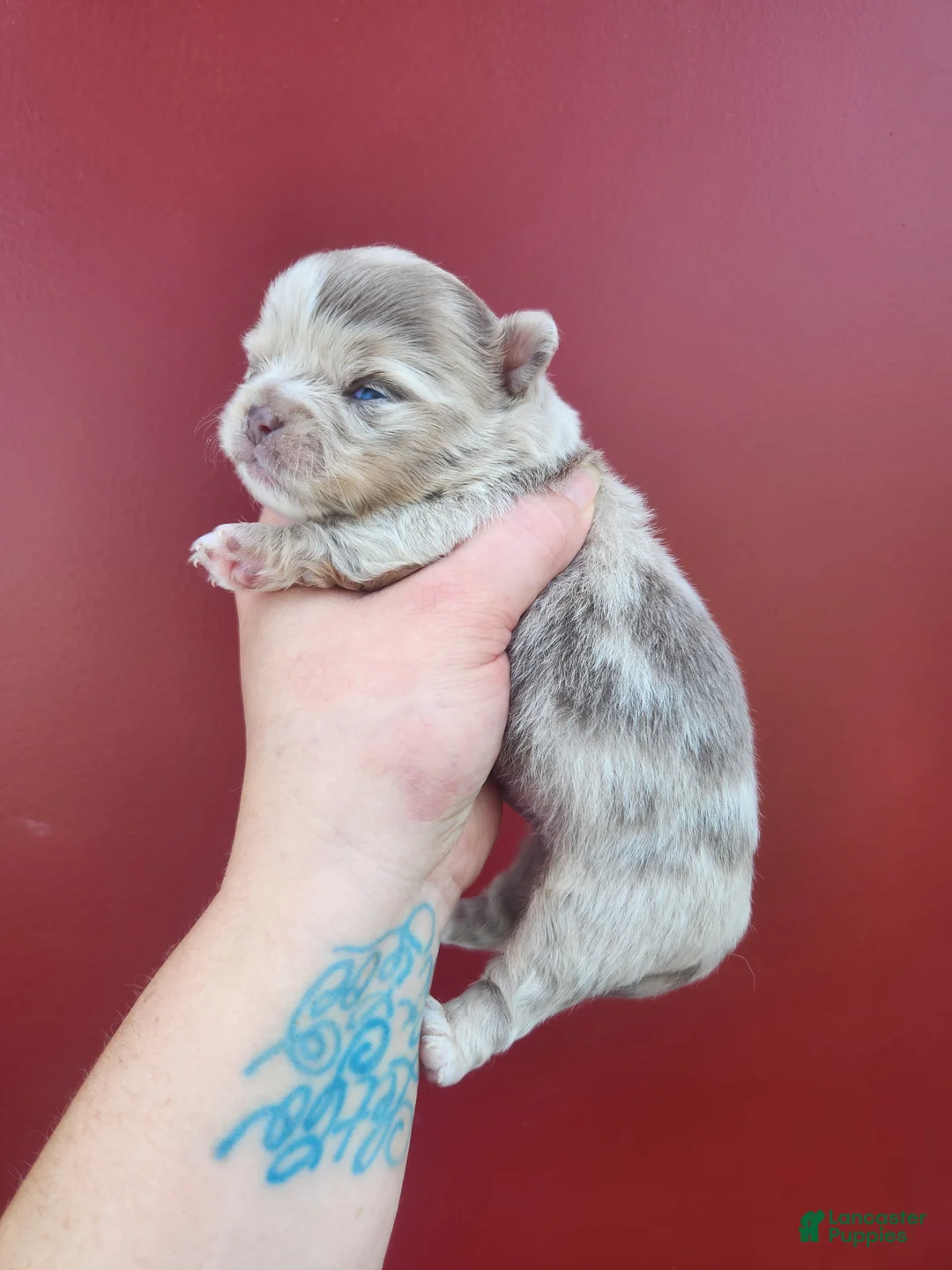 Chihuahua dogs for sale: ATLAS - Ad 2