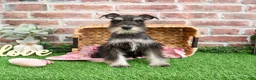 Miniature Schnauzer dogs for sale: Rita - Ad 7
