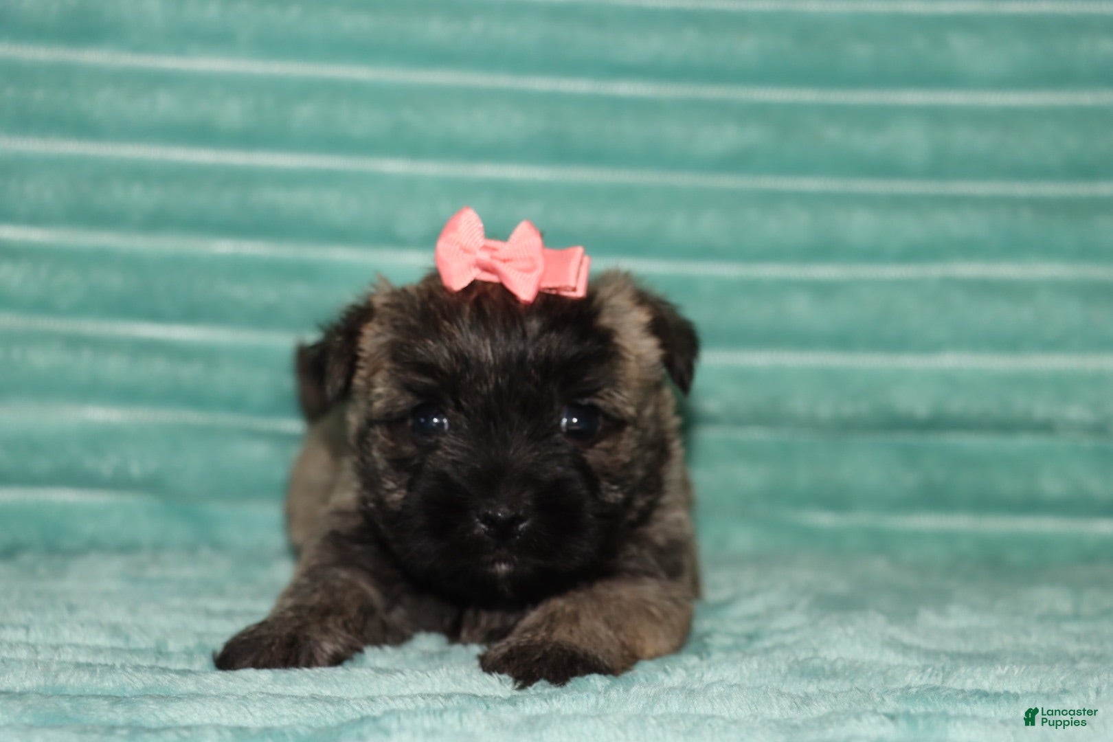 Cairn Terrier dogs Cassidy - Ad 2