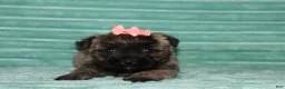 Cairn Terrier dogs for sale: Cassidy - Ad 2