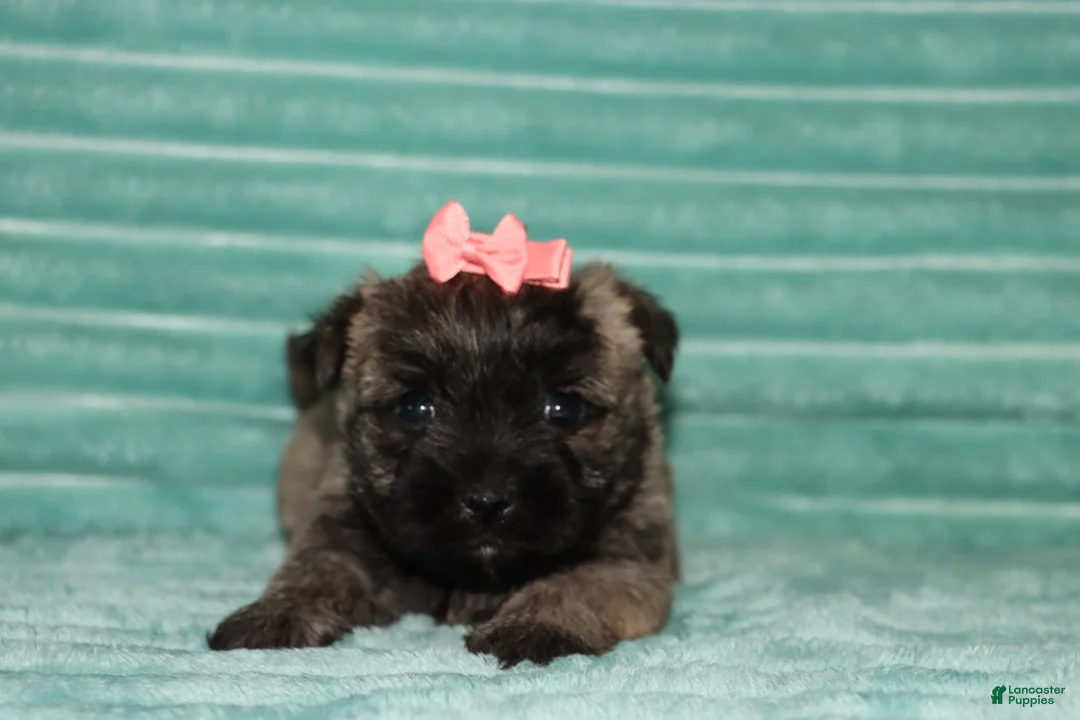Cairn Terrier dogs for sale: Cassidy - Ad 2