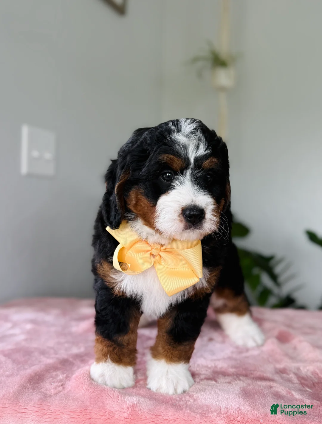 Mini Bernedoodle dogs for sale: Lady - Ad 1