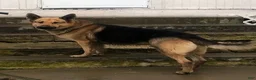 German Shepherd dogs for sale: ♥️SWEET RUBY♥️ - Ad 17