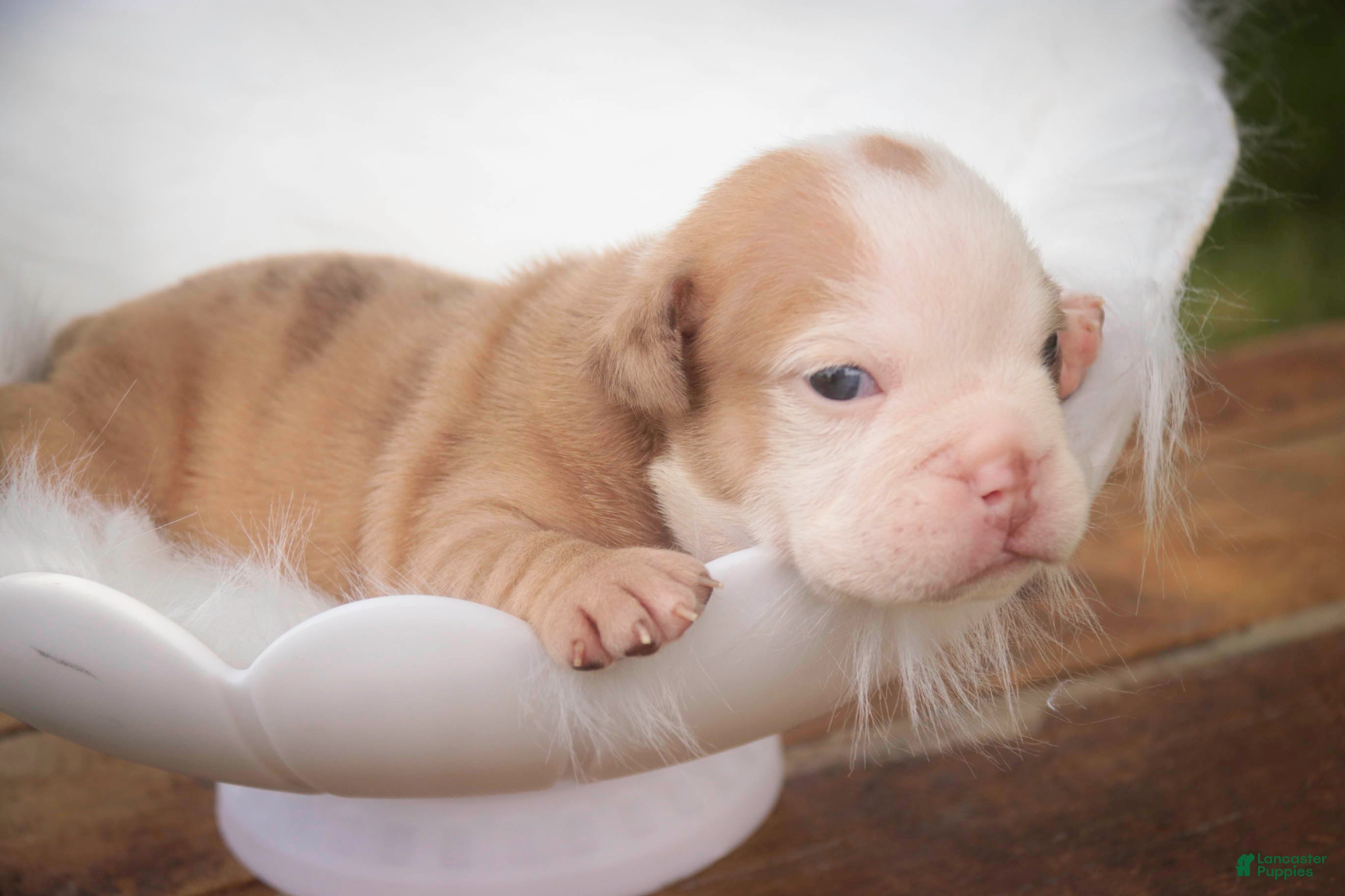 English Bulldog dogs Tonya English Bulldog  - Ad 2